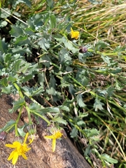Senecio fremontii