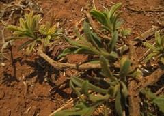 Felicia mossamedensis