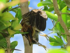 Cossypha caffra caffra