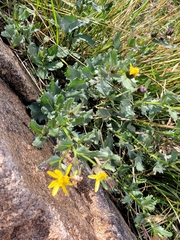 Senecio fremontii