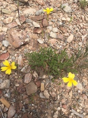 Goodenia pinnatifida