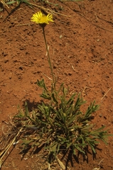 Felicia mossamedensis