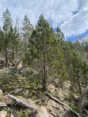 Callitris endlicheri