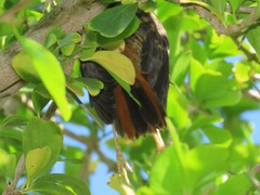 Cossypha caffra caffra