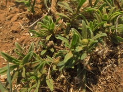 Felicia mossamedensis