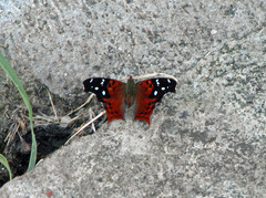 Hypanartia kefersteini