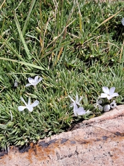 Phlox condensata