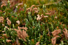 Diphasiastrum alpinum