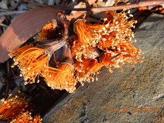 Eucalyptus miniata