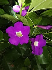 Bignoniaceae