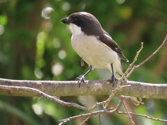 Lanius collaris collaris