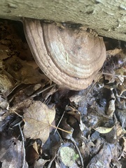 Ganoderma applanatum