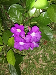 Bignoniaceae