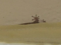 Sphaerodactylidae