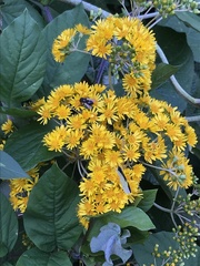 Munnozia