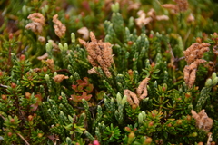 Diphasiastrum alpinum