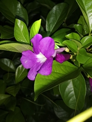 Bignoniaceae