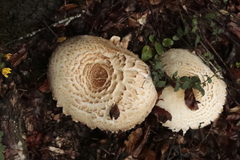 Agaricus augustus