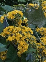 Munnozia