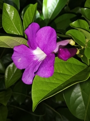 Bignoniaceae