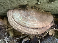 Ganoderma applanatum