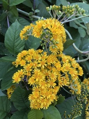 Munnozia