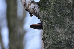 Fomitopsis betulina