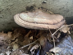 Ganoderma applanatum