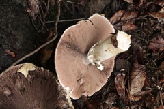 Agaricus augustus