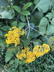 Munnozia