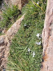 Phlox condensata