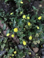 Calceolaria