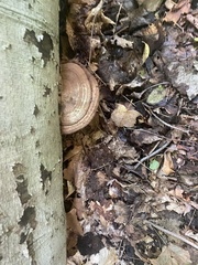 Ganoderma applanatum
