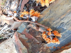 Eucalyptus miniata