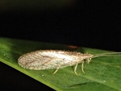 Micromus tasmaniae