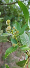Conocarpus erectus