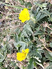Potentilla hippiana