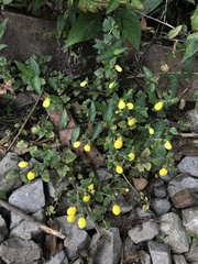 Calceolaria