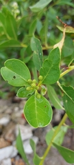 Conocarpus erectus