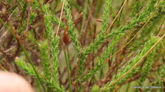 Euryops