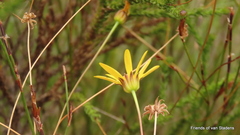 Euryops