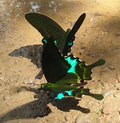 Papilio paris