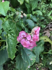 Begonia bracteosa