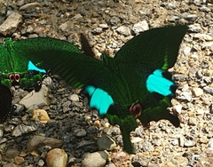 Papilio paris