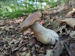 Boletus edulis