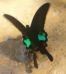 Papilio paris