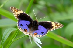 Junonia orithya wallacei