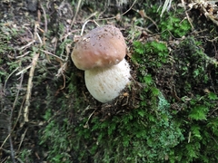 Boletus edulis