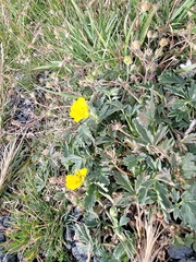 Potentilla hippiana