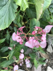 Begonia bracteosa